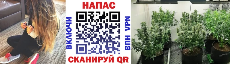 МАРИХУАНА план  Искитим 